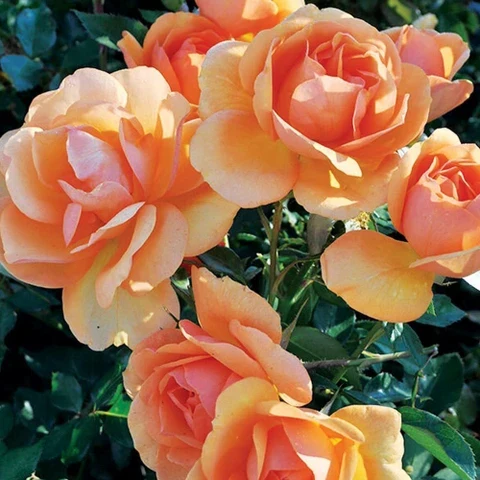 Apricot Rose Seeds – Soft Warm Blooms for Garden Planting