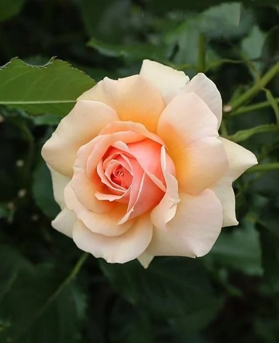 Peach Rose Seeds – Soft Warm Blooms, Easy to Grow, Non-GMO