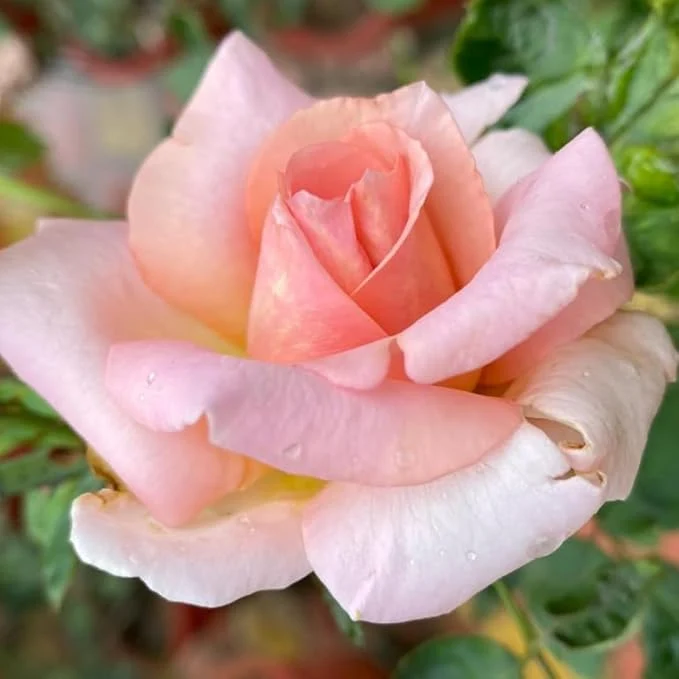 Peach Rose Seeds – Soft Warm Blooms, Easy to Grow, Non-GMO