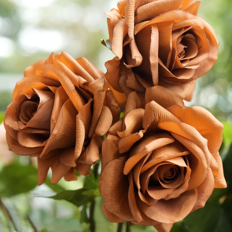 Brown Rose Flower Seeds , Rare Chocolate-Toned Blooms, Easy to Grow, Non-GMO