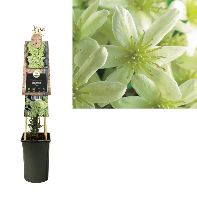 Immergrüne Kletterpflanze Clematis Pixie (Clematis Pixie)