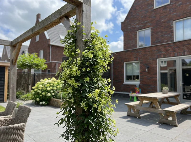 Immergrüne Kletterpflanze Clematis Pixie (Clematis Pixie)