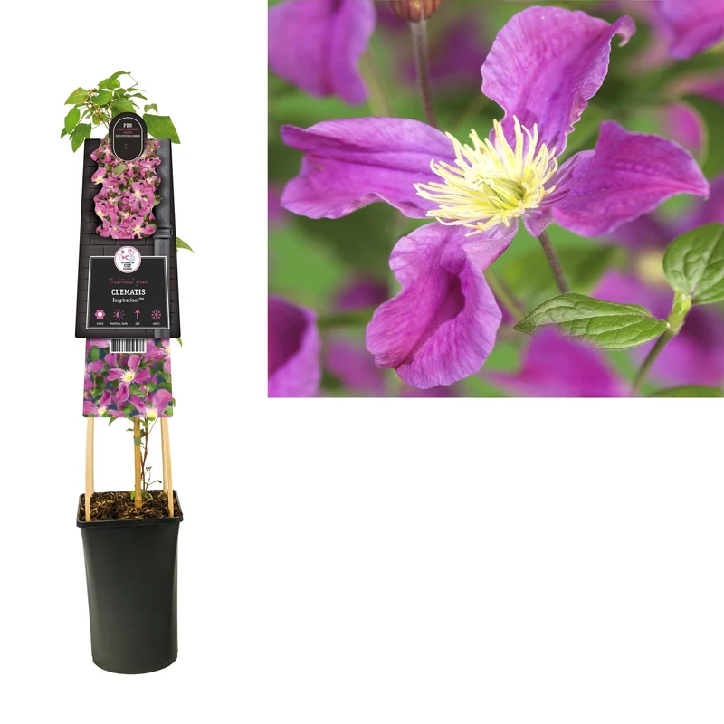 Kletterpflanze Clematis Arabella (Cuhbeere)