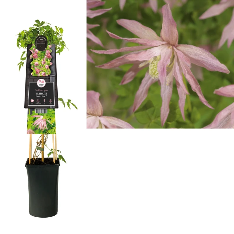 Kletterpflanze Clematis Country Rose PBR (Bosrank)