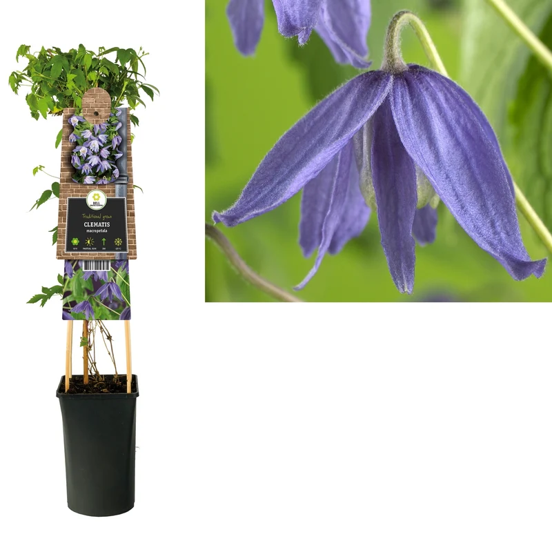 Kletterpflanze Clematis macropetala (Huhnbeere)