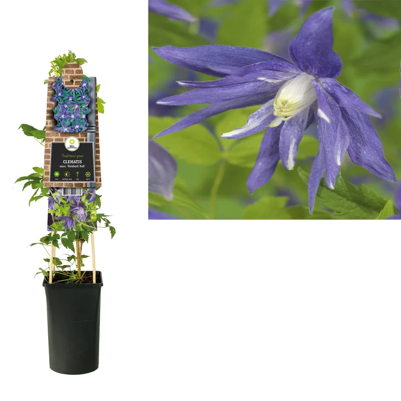 Kletterpflanze Clematis macr. Maidwell Hall (Kauzbeere)