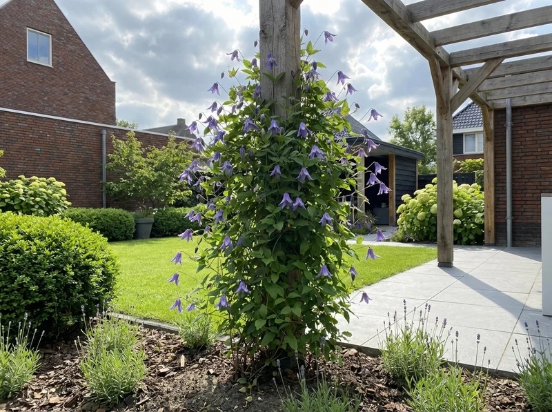Kletterpflanze Clematis macr. Maidwell Hall (Kauzbeere)