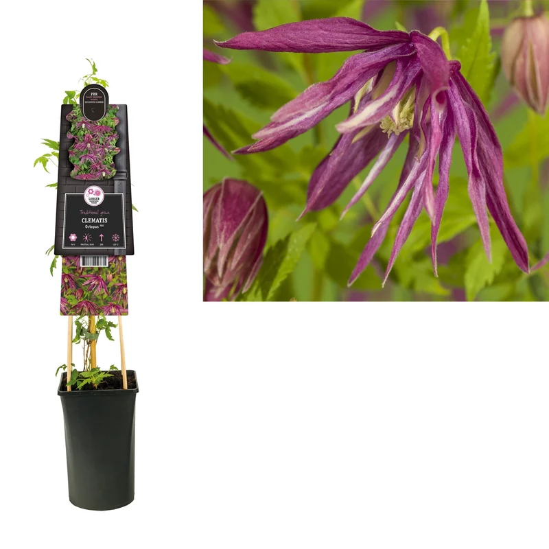Kletterpflanze Clematis Octopus PBR (Cushing-Rebe)