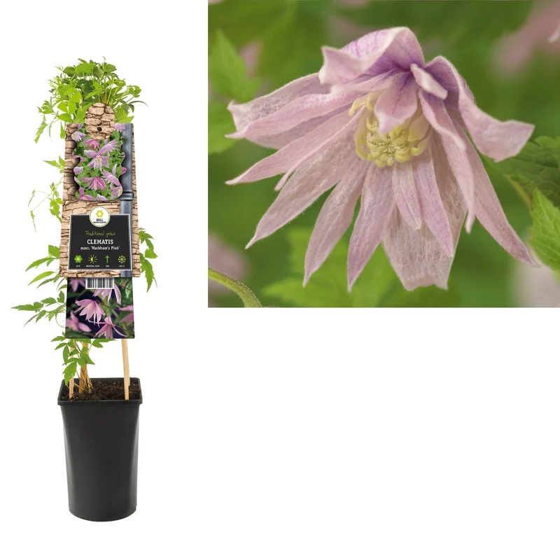 Kletterpflanze Clematis macr. Markham's Pink (Bosrank)
