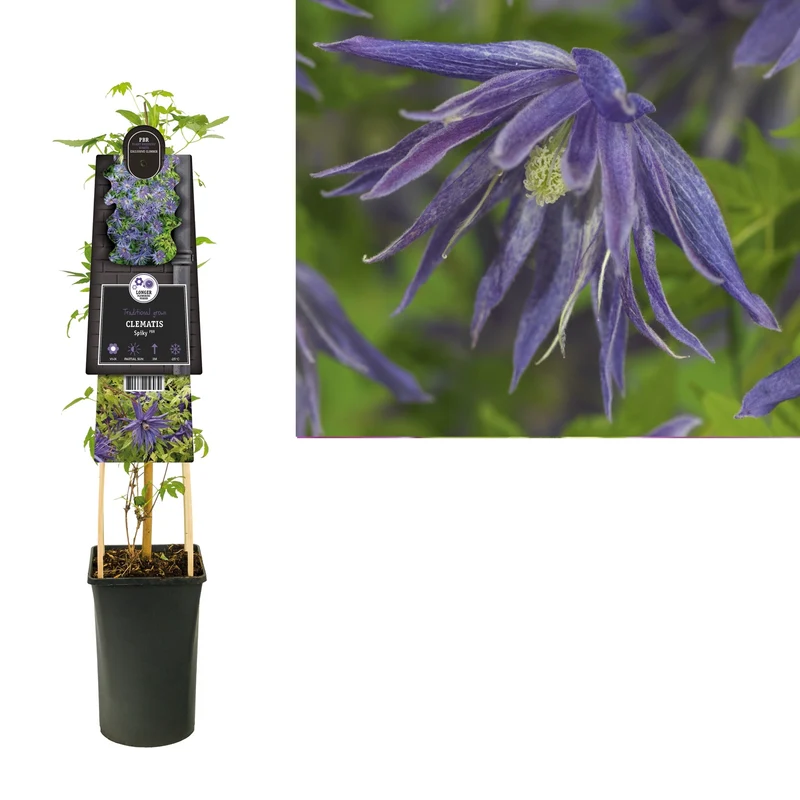 Kletterpflanze Clematis Spiky PBR (Cushing-Rebe)