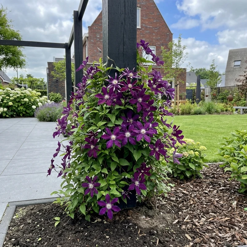 Kletterpflanze Clematis Spiky PBR (Cushing-Rebe)