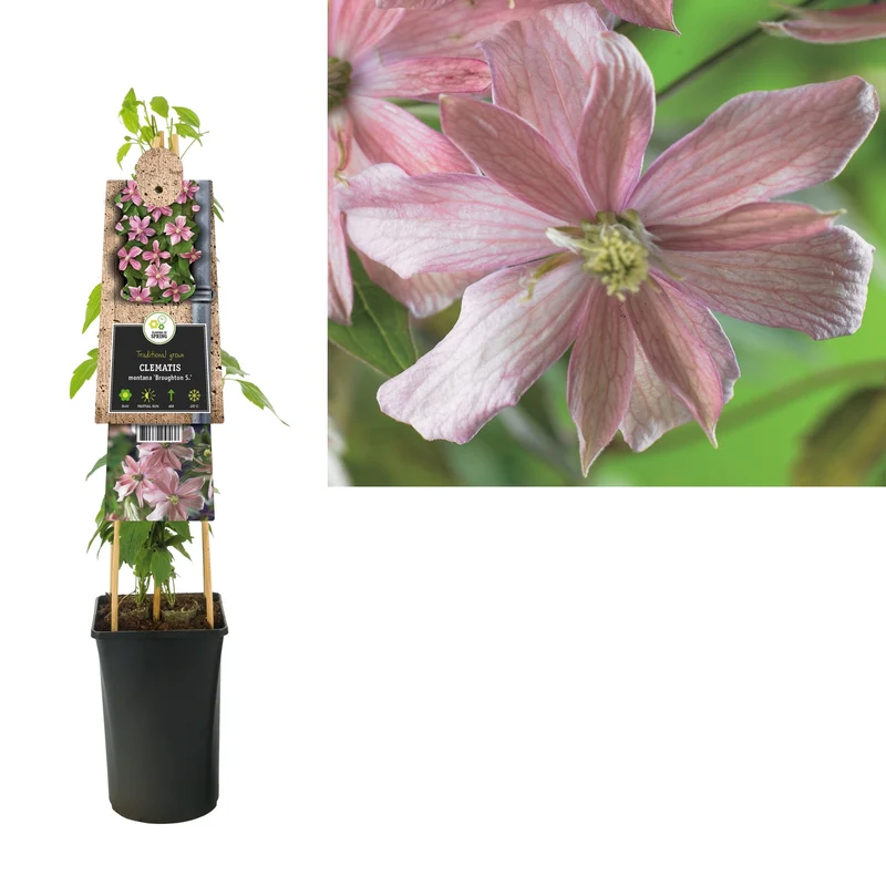 Kletterpflanze Clematis montana Broughton S. (Kissen)