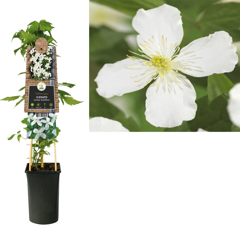 Kletterpflanze Clematis montana Grandiflora (Cowberry)