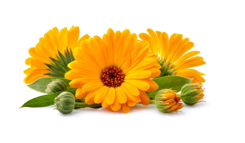 Golden Yellow Calendula Flower Seeds , Radiant Blooms, Non-GMO