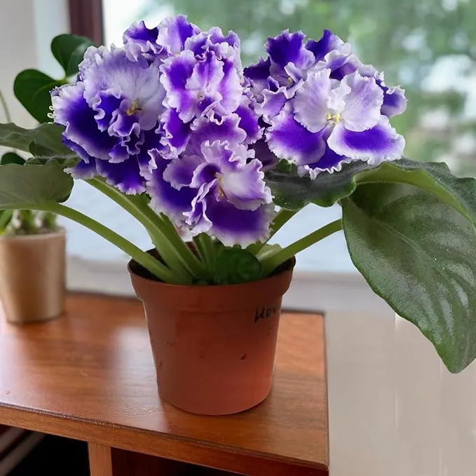 African Violet Purple Flower Seeds for Planting – Saintpaulia Flowering Houseplant for Indoor Pots, Window Sills, Containers & Home Gardening