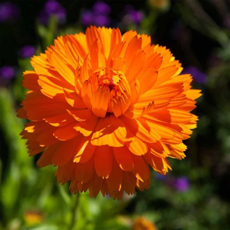 Bright Orange Calendula Flower Seeds ,Vibrant Blooms, Non-GMO