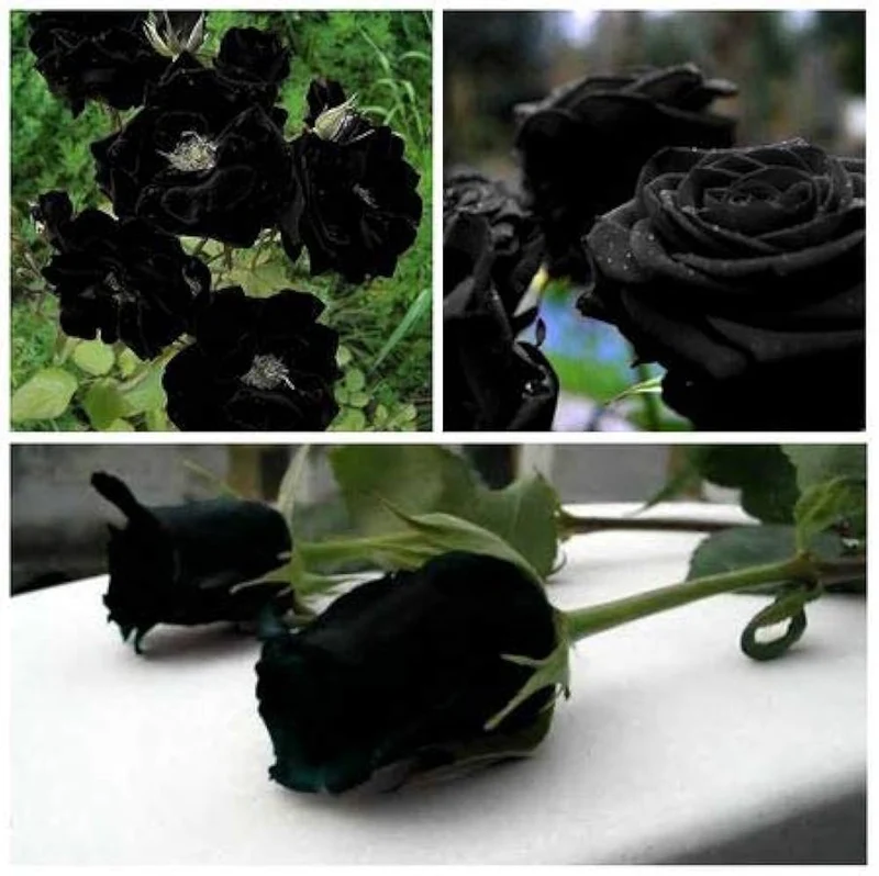 Black Rose Seeds – Dark Blooming Garden Rose for Outdoor Planting