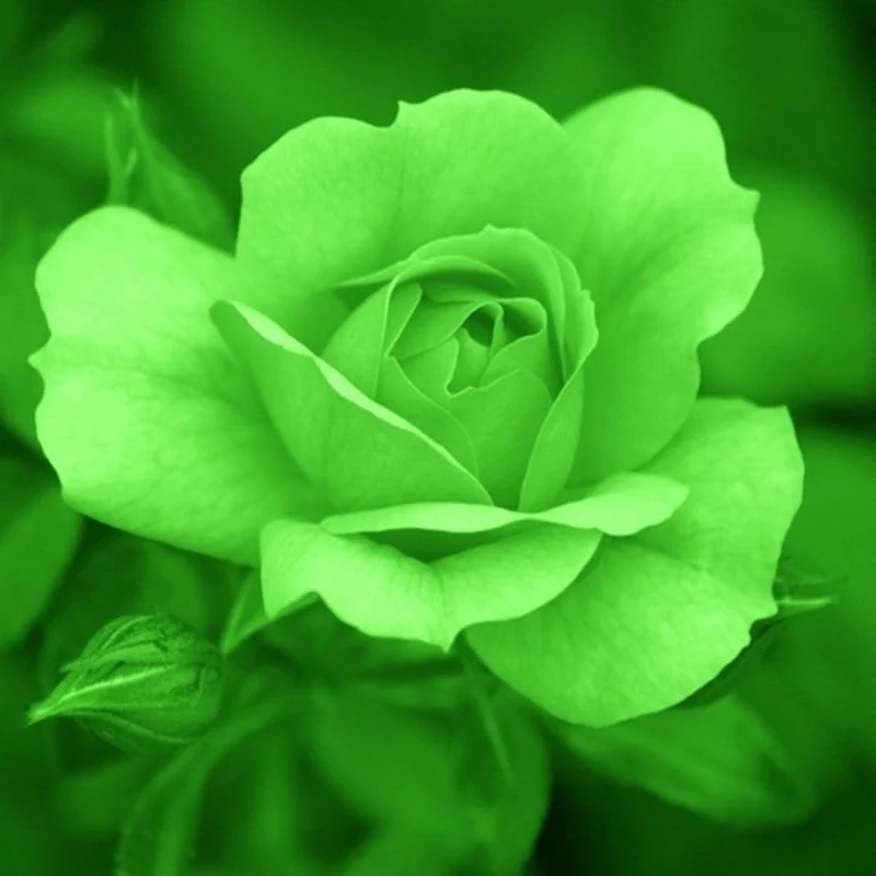 Green Rose Flower Seeds – Unique Green Blooms, Non-GMO, Easy to Grow