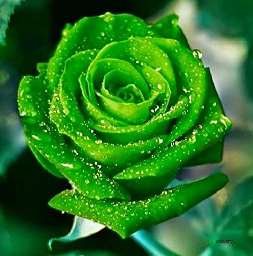 Green Rose Flower Seeds – Unique Green Blooms, Non-GMO, Easy to Grow