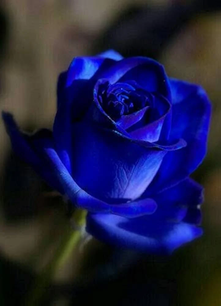 Blue Rose Flower Seeds ,Rare Exotic Blooms, Easy to Grow, Non-GMO