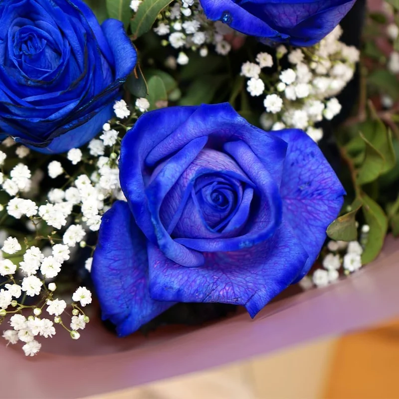 Blue Rose Flower Seeds ,Rare Exotic Blooms, Easy to Grow, Non-GMO