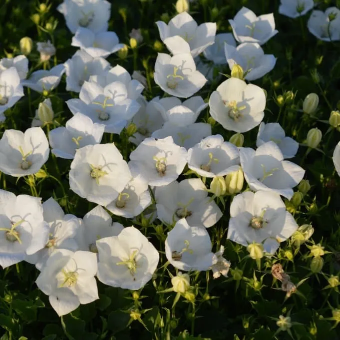 Glockenblume 'Pearl White' Weiß