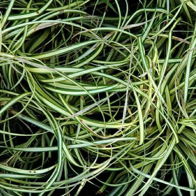 Gelbgrüne Segge 'Evergold'