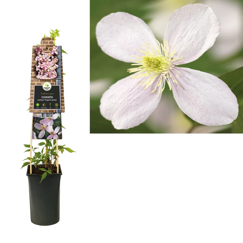 Kletterpflanze Clematis montana Duftender Frühling (Cushing)