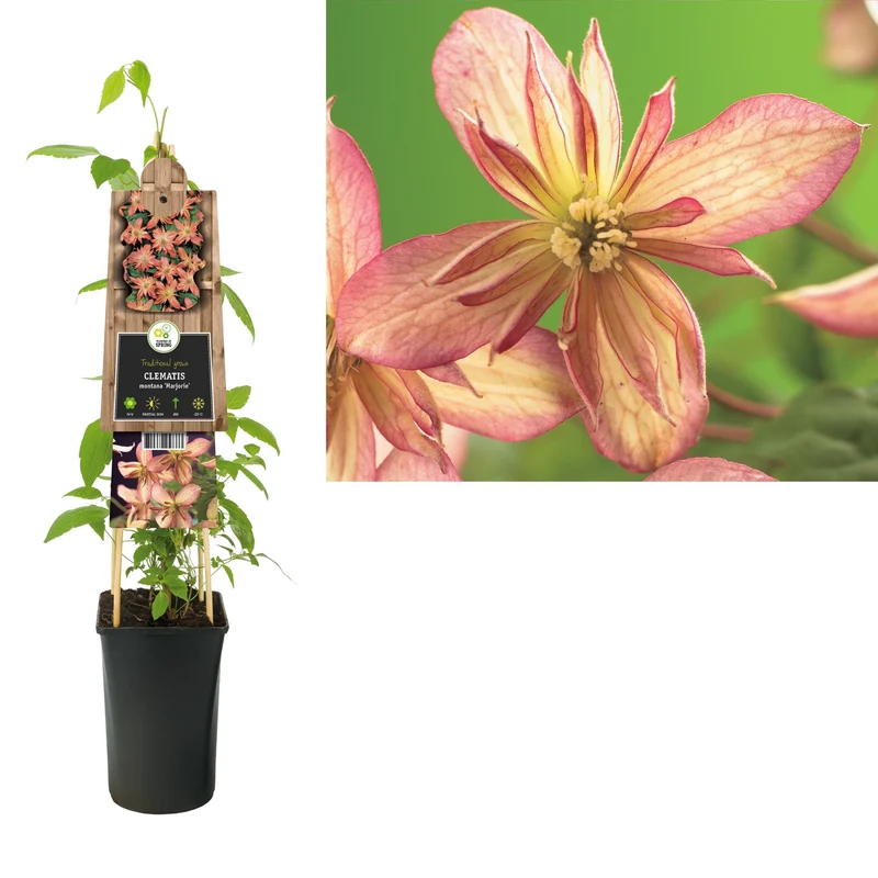 Kletterpflanze Clematis montana Marjorie (Cowberry)