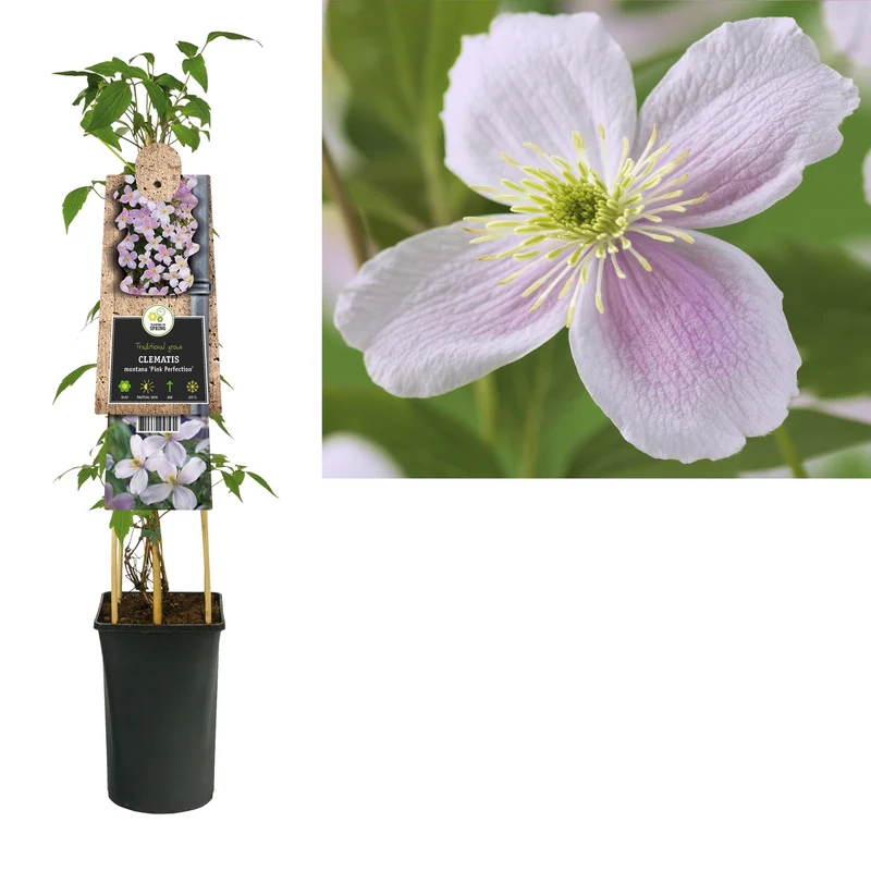 Kletterpflanze Clematis montana Pink Perfection (Kissen)