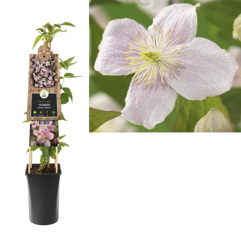 Kletterpflanze Clematis montana Mayleen (Kissenrebe)