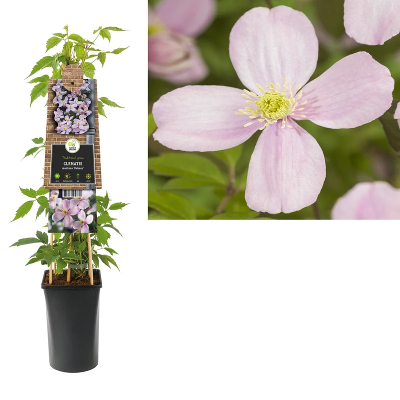 Kletterpflanze Clematis montana Rubens (Kissen)