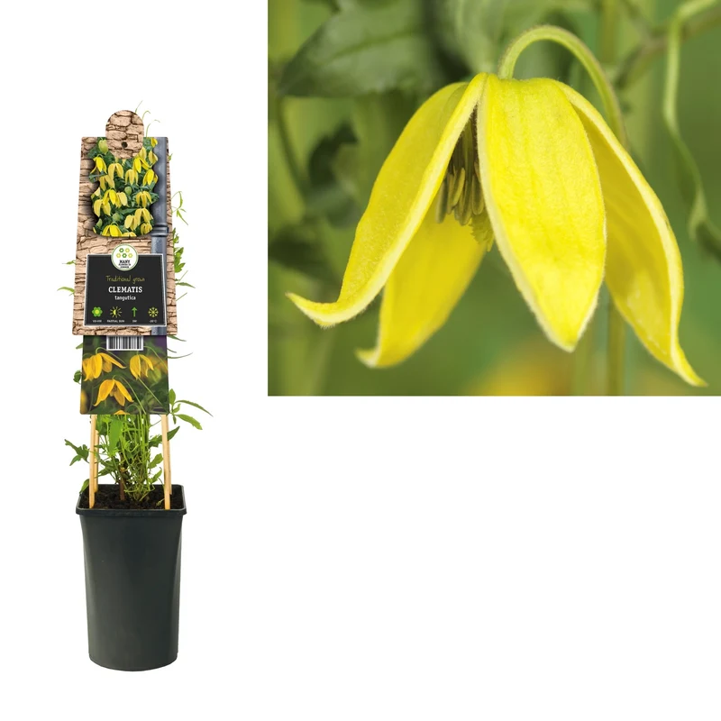 Kletterpflanze Clematis tangutica (Cuhbeere)