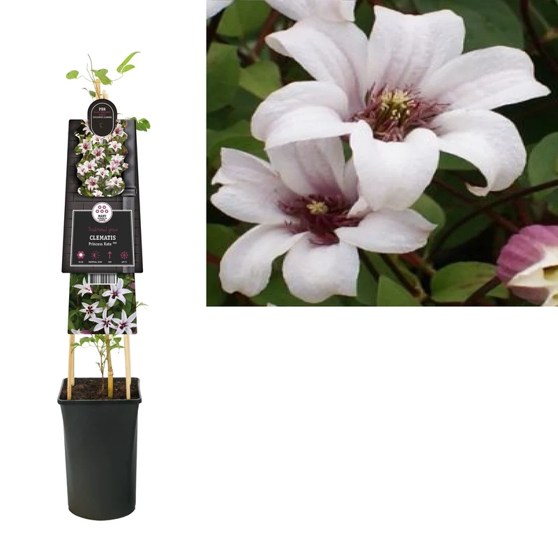 Kletterpflanze Clematis Princess Kate PBR (Bosrank)