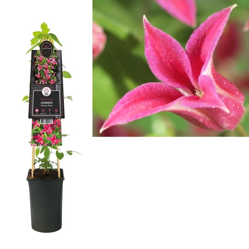 Kletterpflanze Clematis Princess Diana (Kissen)