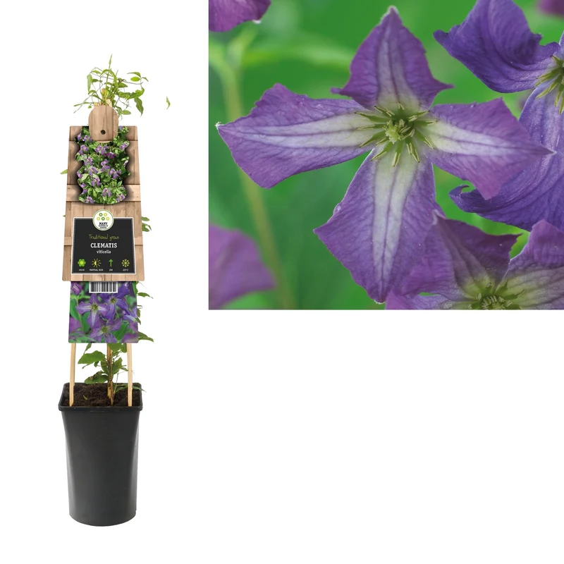 Kletterpflanze Clematis viticella (Cowberry)