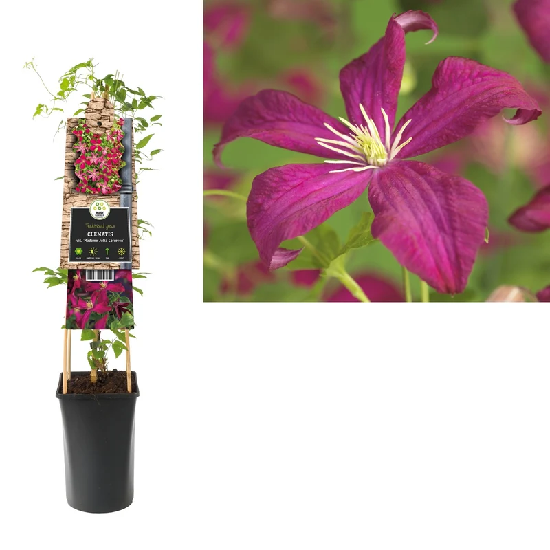 Kletterpflanze Clematis vit. Madame Julia Correvon (Bosrank)