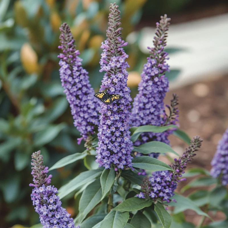 Blue Chip Butterfly Bush Seeds – Buddleja davidii Compact Low-Maintenance Shrub