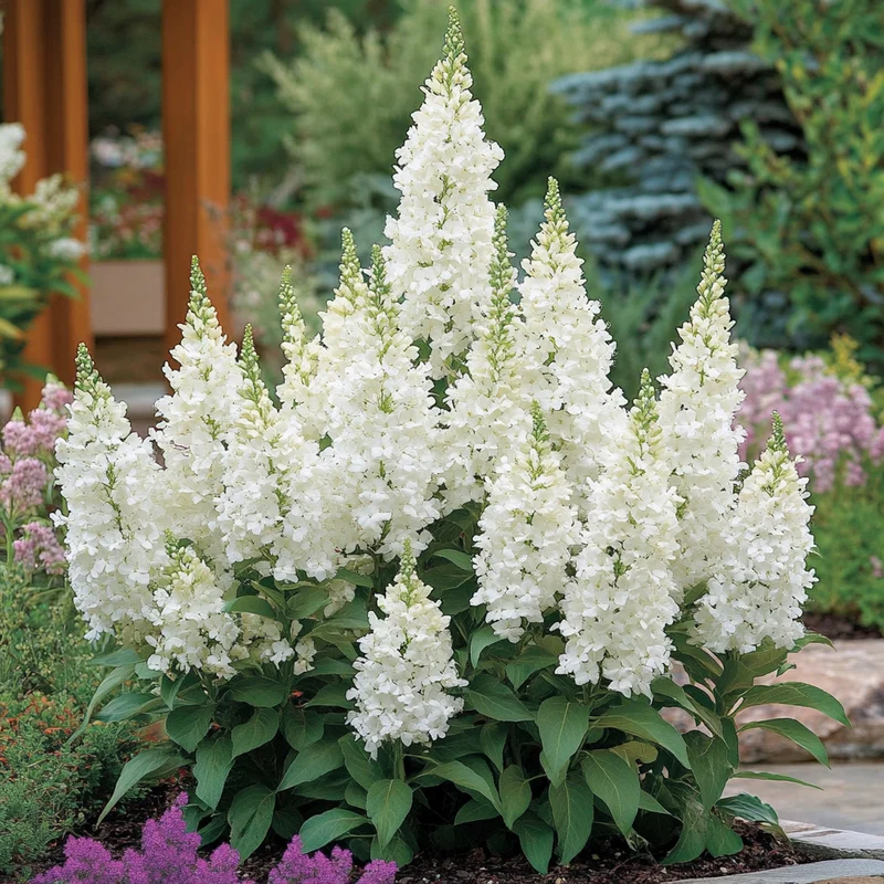White Profusion Butterfly Bush Seeds – Buddleja davidii White Blooming Pollinator Shrub