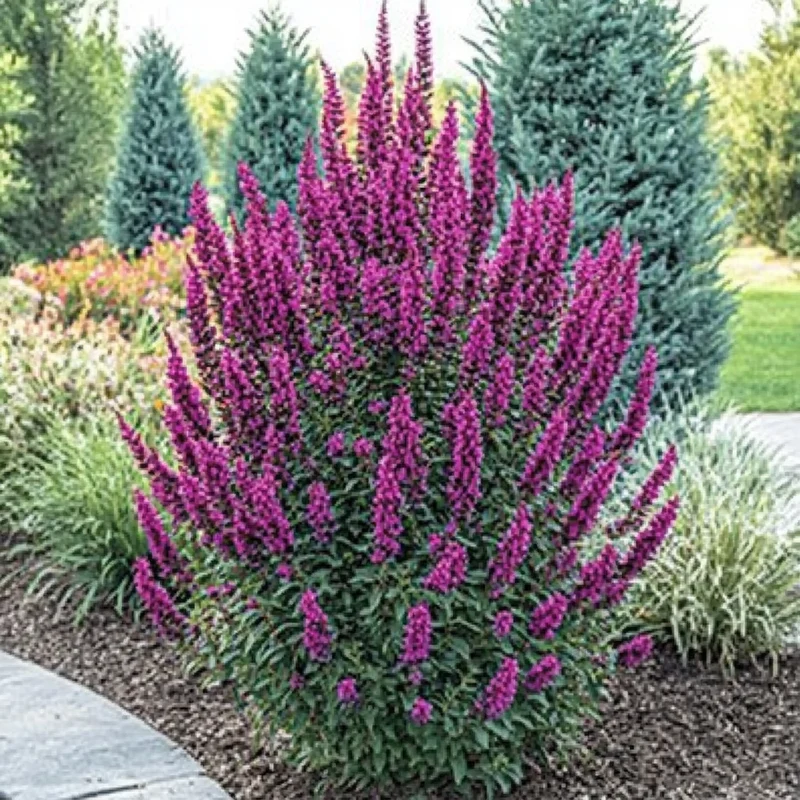 Royal Red Butterfly Bush (Buddleja davidii 'Royal Red') – Vibrant Red-Purple Blooms for Pollinators