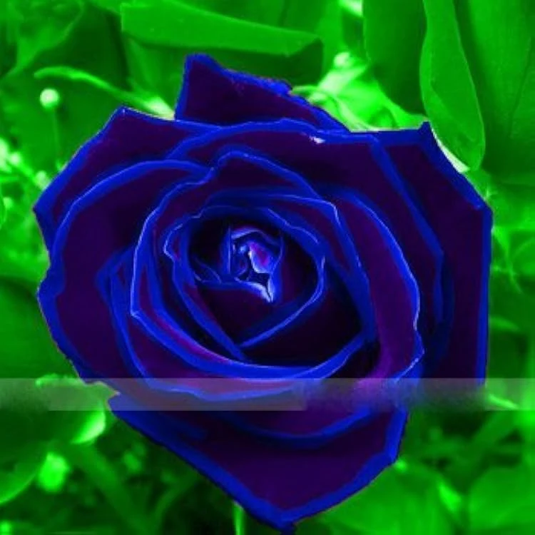 Purple Blue Rose Seeds For Planting