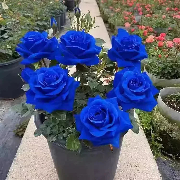 Purple Blue Rose Seeds For Planting
