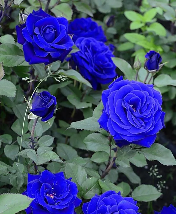 Purple Blue Rose Seeds For Planting