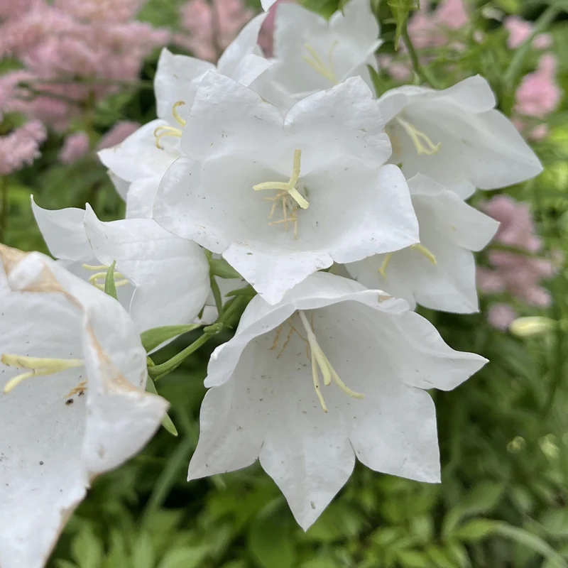 Hohe Glockenblume 'Grandiflora Alba' Weiß