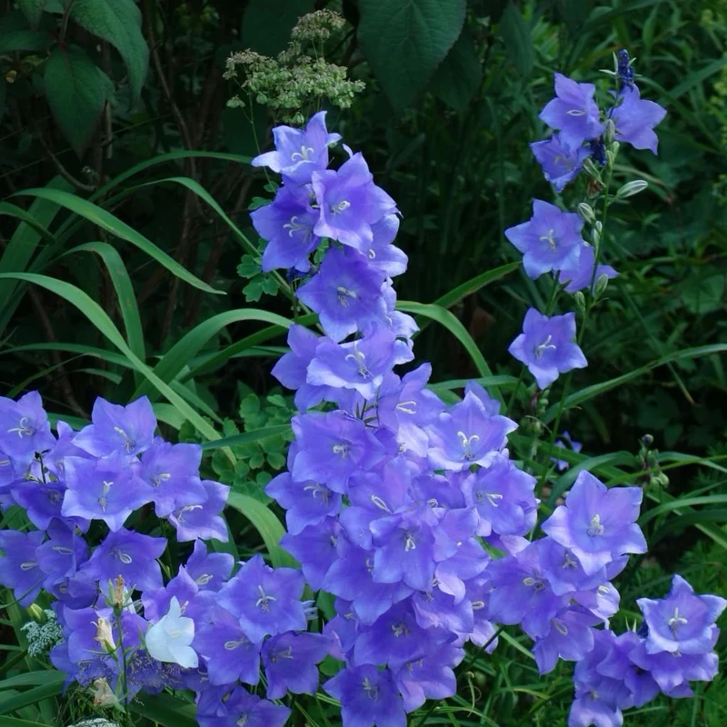 Hohe Glockenblume 'Grandiflora Coerulea' Violett