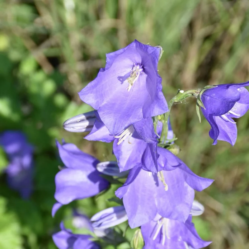 Hohe Glockenblume 'Grandiflora Coerulea' Violett