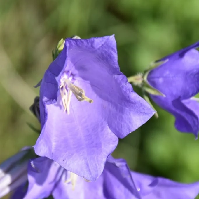 Hohe Glockenblume 'Grandiflora Coerulea' Violett