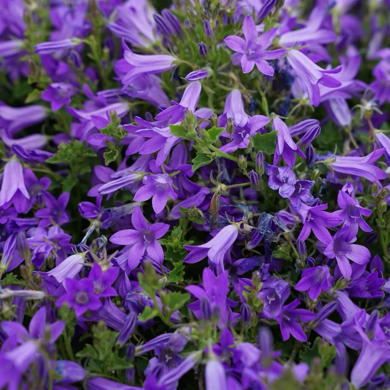 Polster-Glockenblume 'Clockwise' Violett