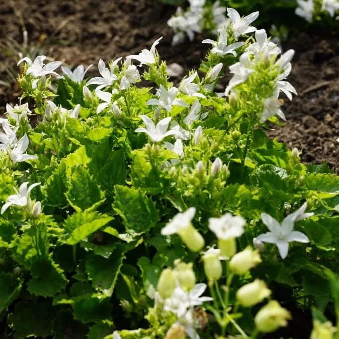 Glockenblume Weiß