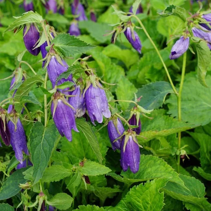 Glockenblume 'Sarastro' Violett